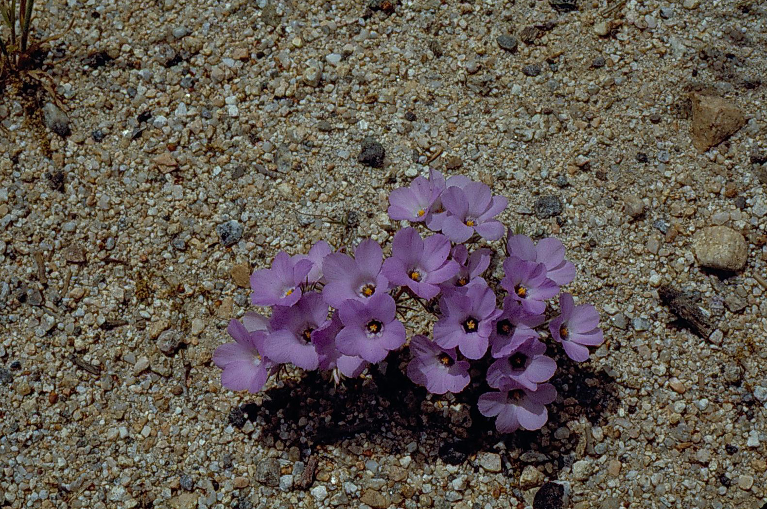 Linanthus parryae