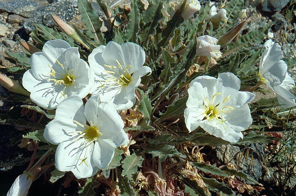 Oenothera cespitosa ssp. marginata