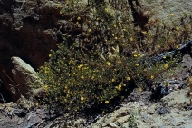 Hemizonia minthornii