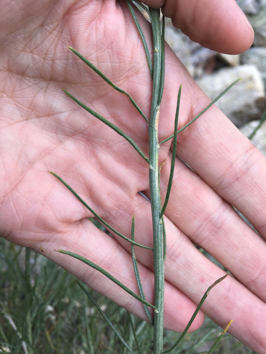 Ericameria nauseosa ssp. consimilis
