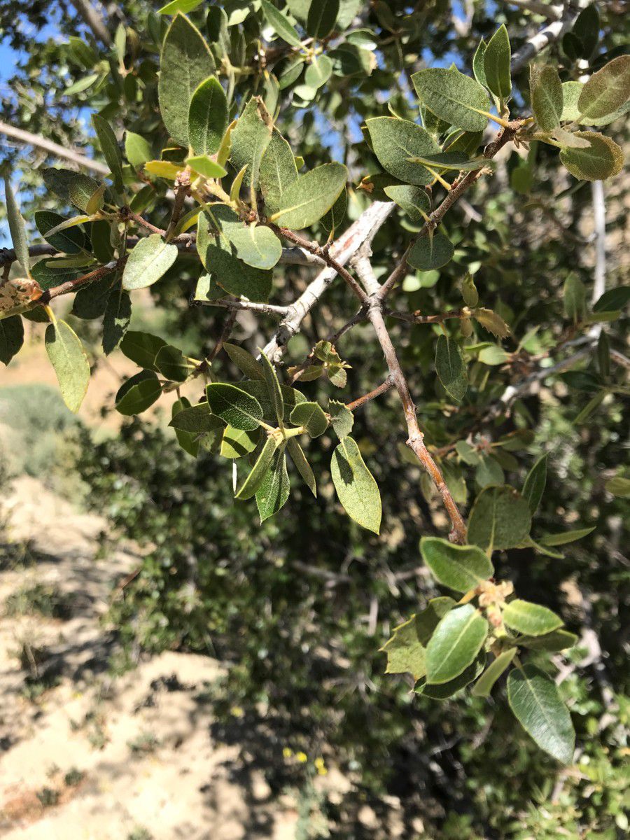 Quercus john-tuckeri