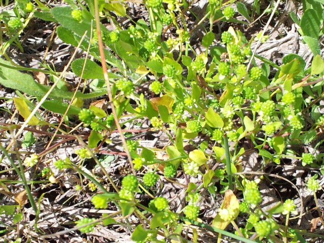 Ranunculus bonariensis