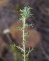 Navarretia hamata ssp. hamata