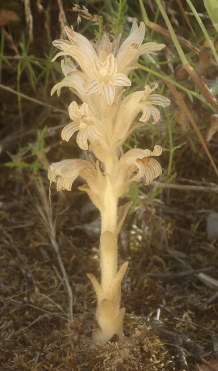 Aphyllon parishii ssp. parishii