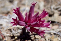 Allium monticola