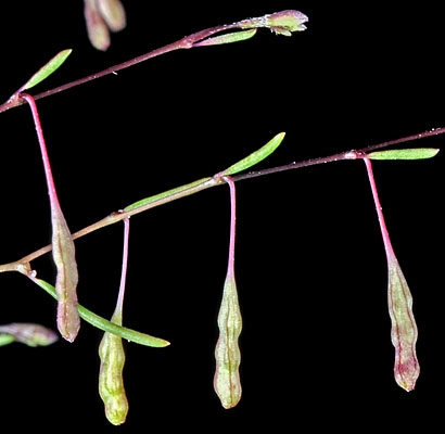 Gayophytum ramosissimum