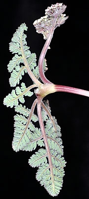 Lomatium ravenii
