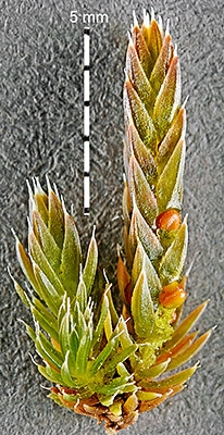 Selaginella scopulorum