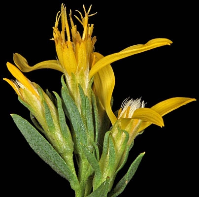 Ericameria greenei