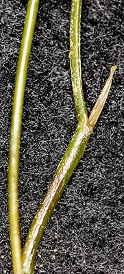 Stuckenia filiformis ssp. alpina