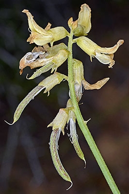 Astragalus californicus