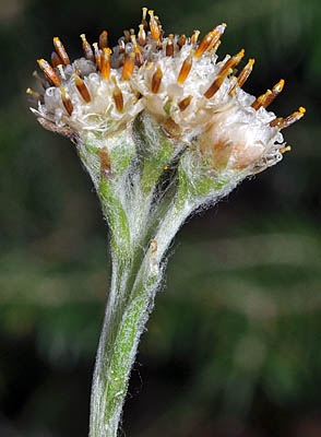 Antennaria howellii ssp. howellii