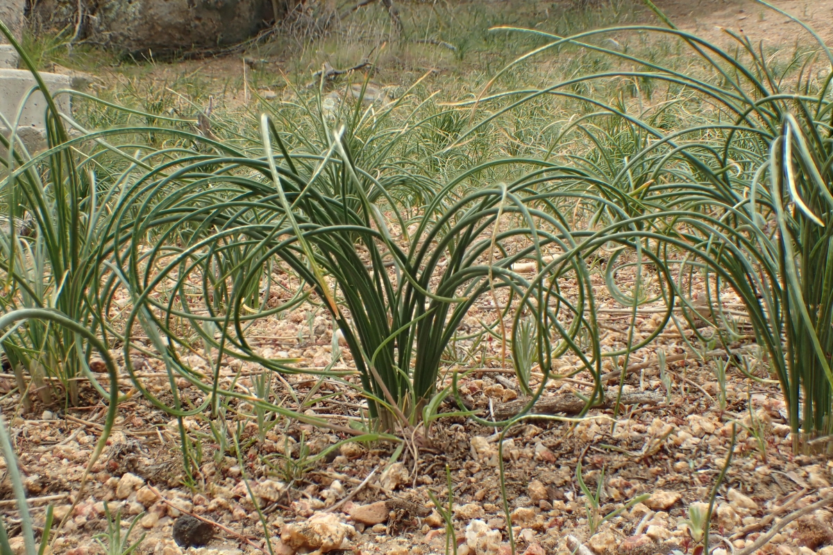 Allium lacunosum var. lacunosum