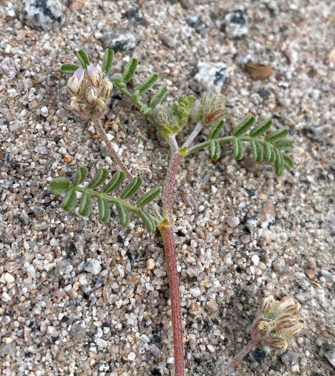 Astragalus didymocarpus var. dispermus