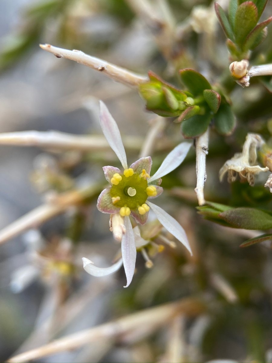 Glossopetalon spinescens var. aridum