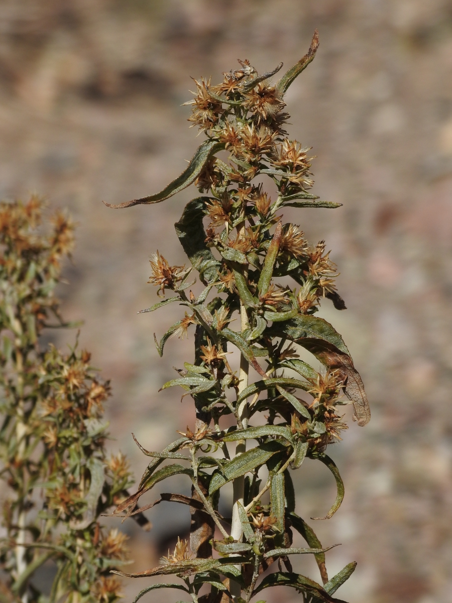 Brickellia longifolia