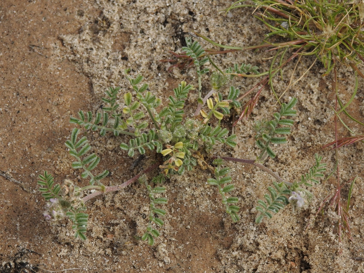 Astragalus didymocarpus var. dispermus