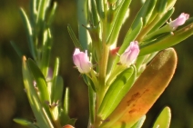 Lythrum hyssopifolium