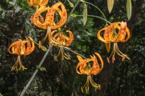 Lilium humboldtii var. ocellatum