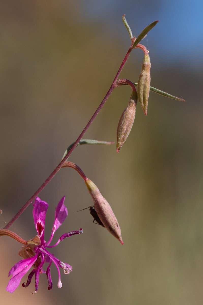 Clarkia xantiana ssp. xantiana