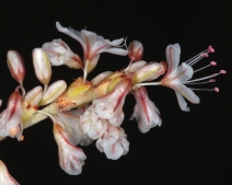 Eriogonum wrightii var. trachygonum