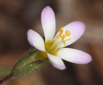 Linanthus pygmaeus