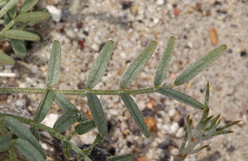 Astragalus geyeri