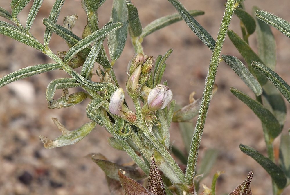 Astragalus geyeri