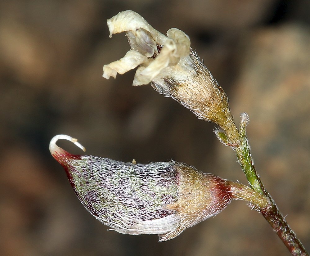 Astragalus ravenii