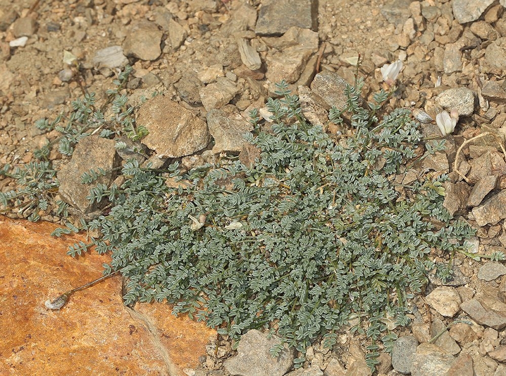 Astragalus ravenii