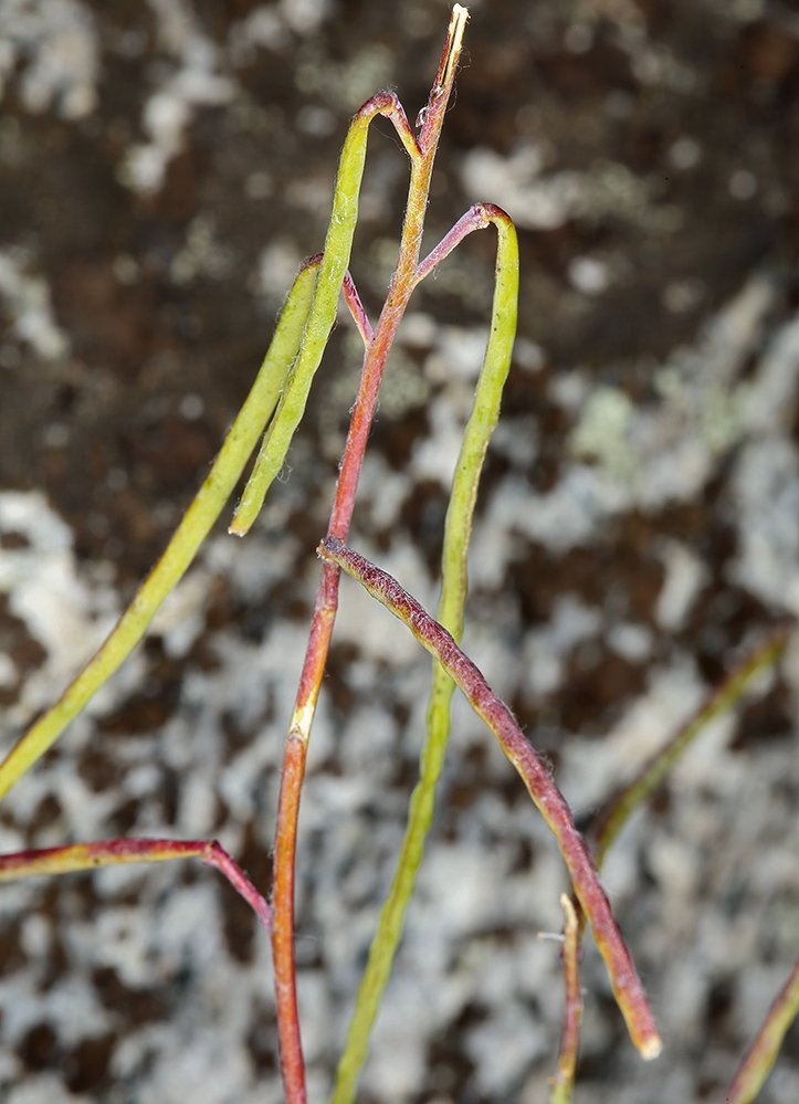 Streptanthus fenestratus