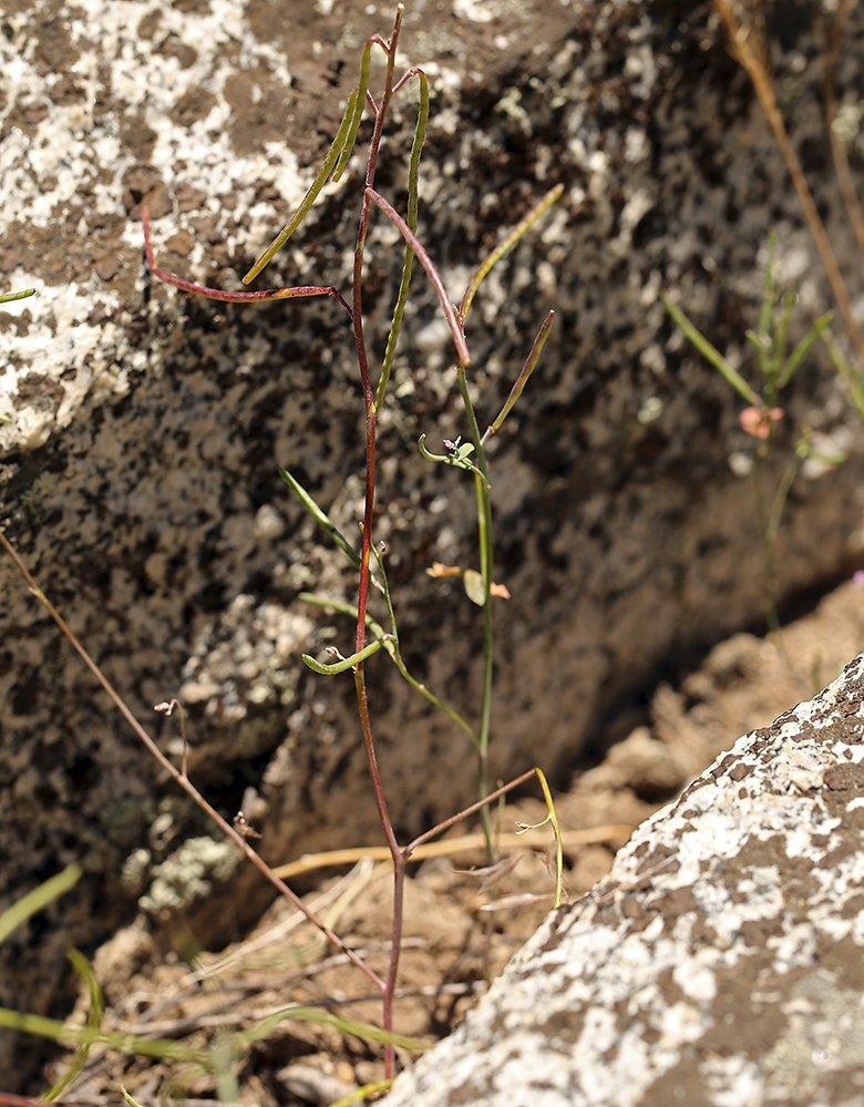 Streptanthus fenestratus