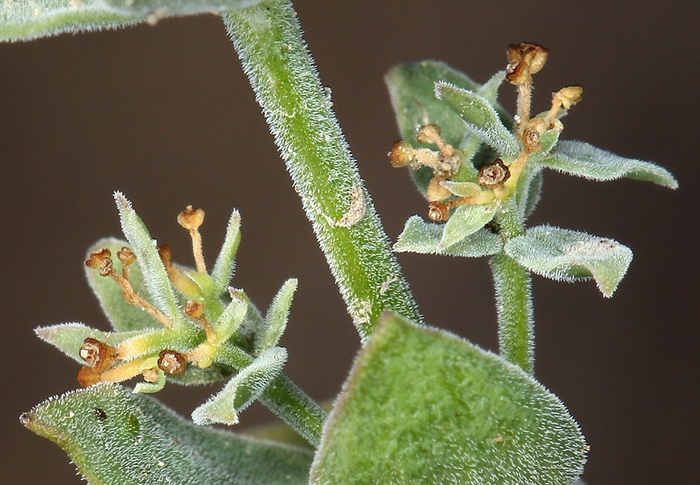 Galium grayanum