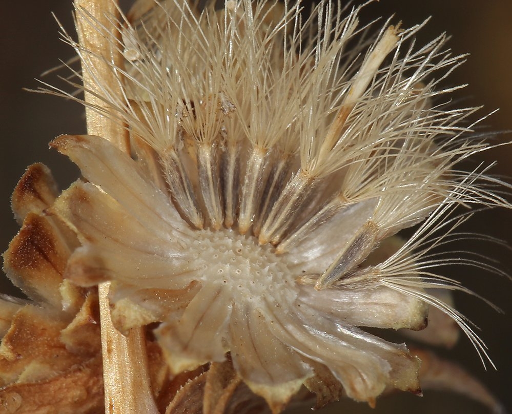 Pyrrocoma racemosa var. sessiliflora