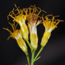 Ericameria paniculata