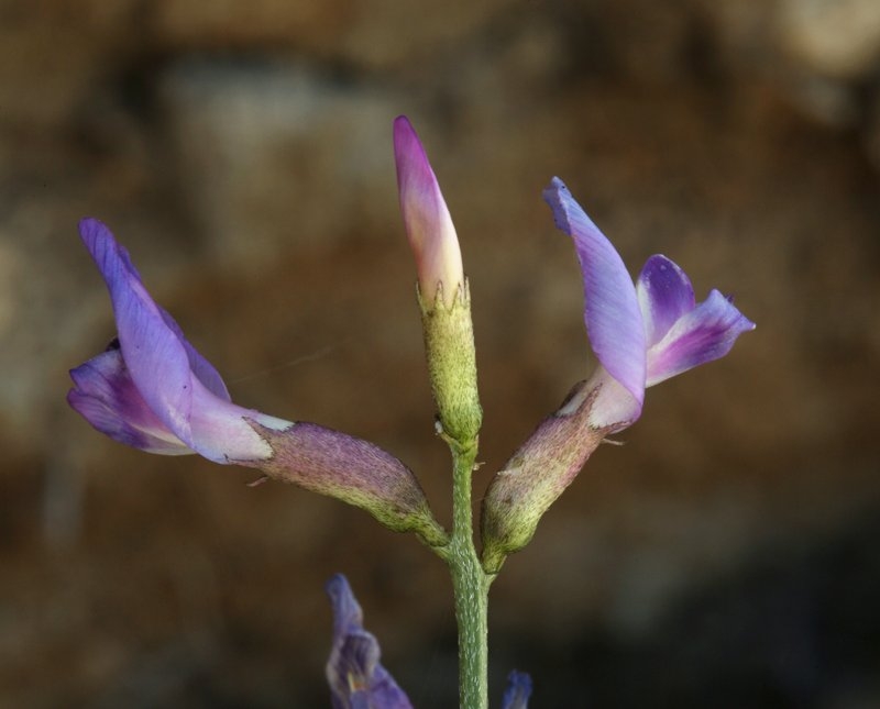 Astragalus serenoi