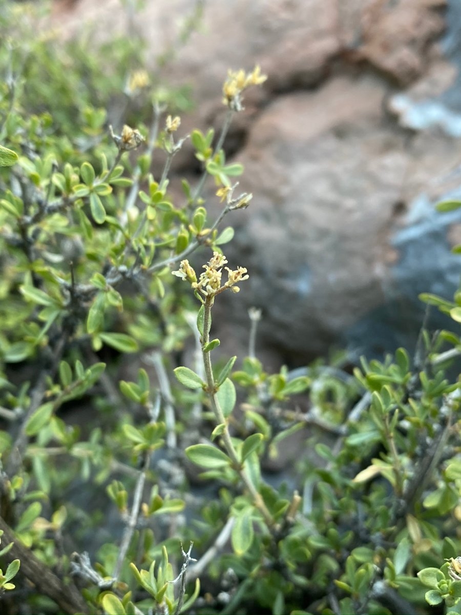Fendlerella utahensis