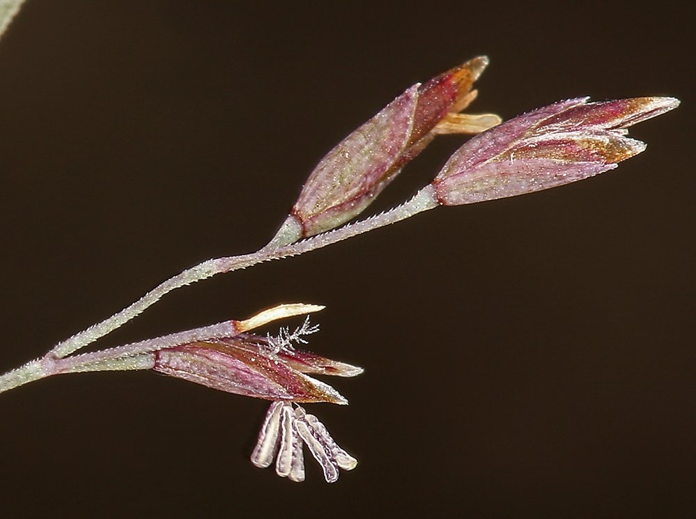 Poa glauca ssp. rupicola