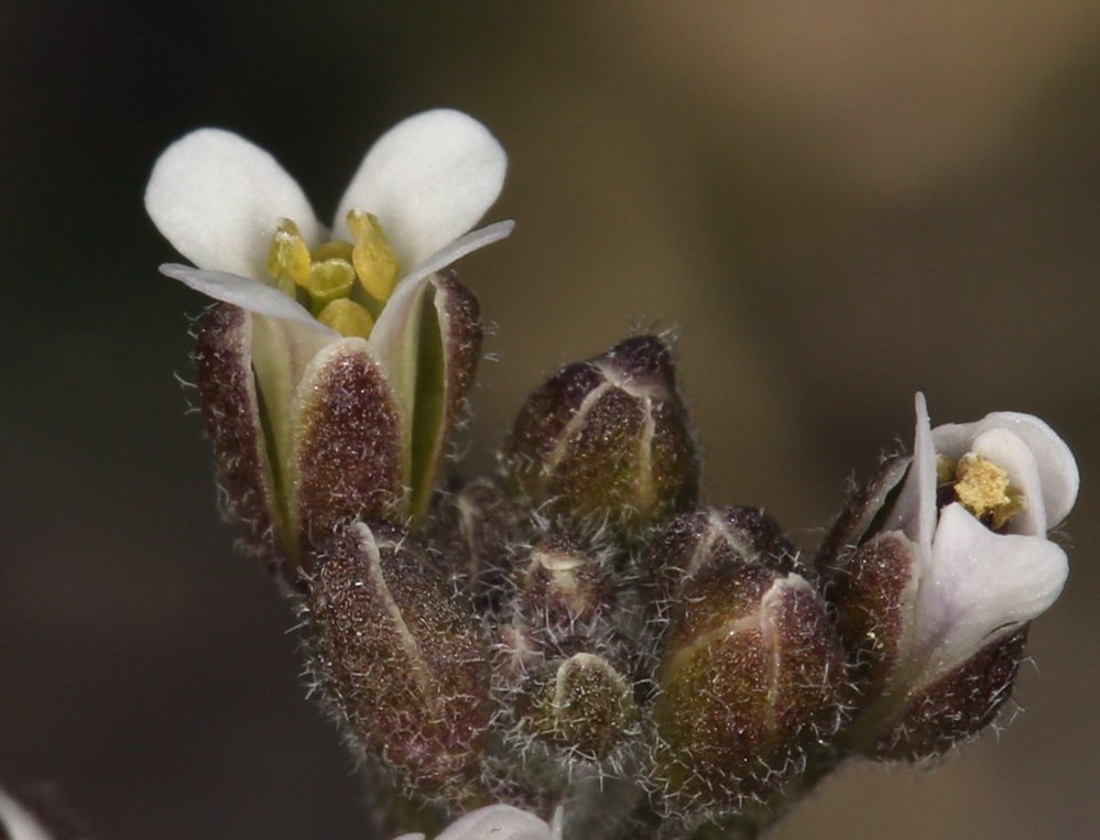 Transberingia bursifolia