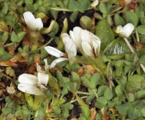 Trifolium monanthum var. monanthum