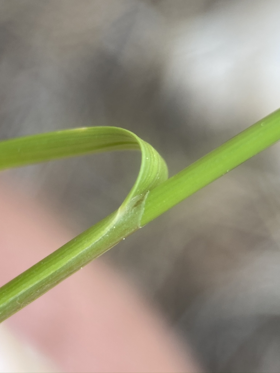 Carex davyi