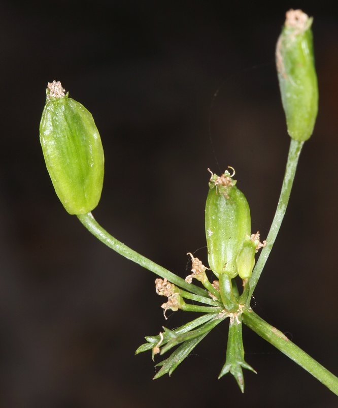 Lomatium parryi