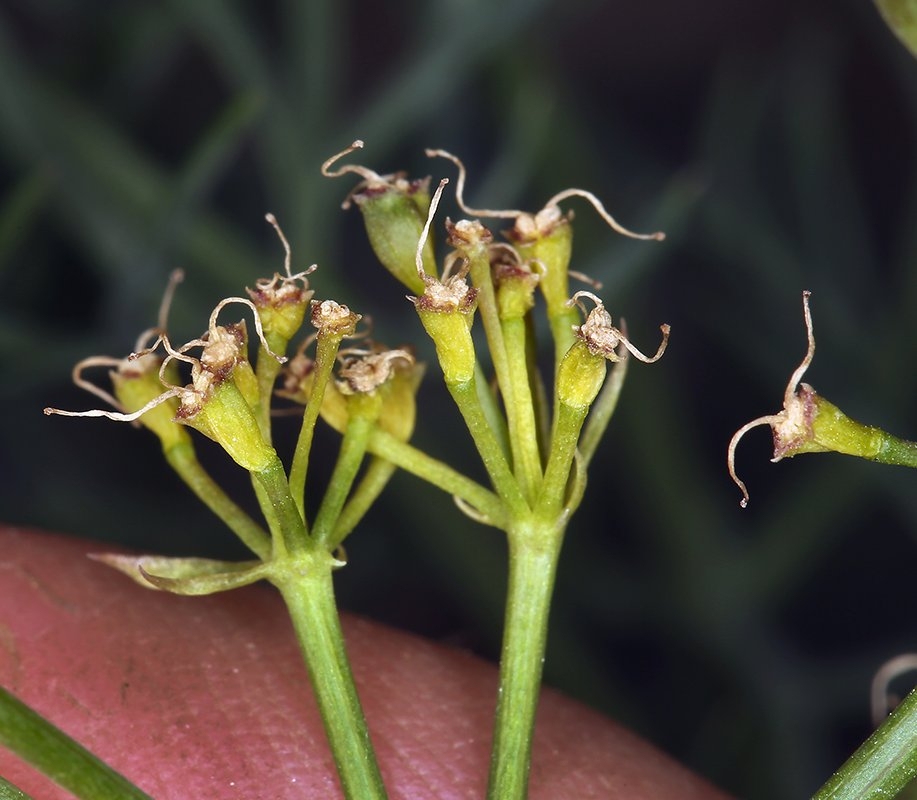 Lomatium parryi