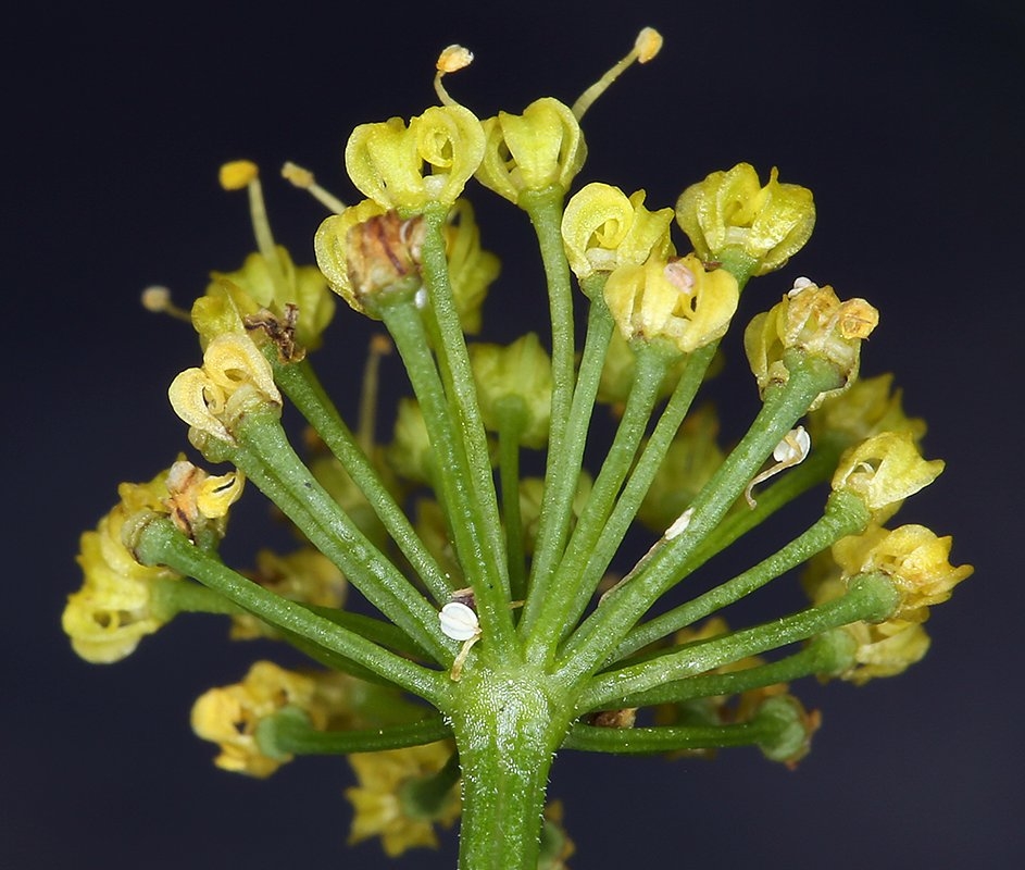 Lomatium triternatum var. triternatum