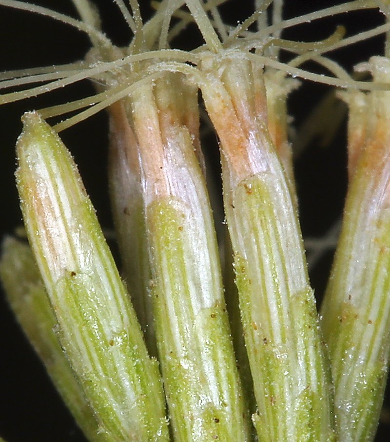Brickellia longifolia var. multiflora