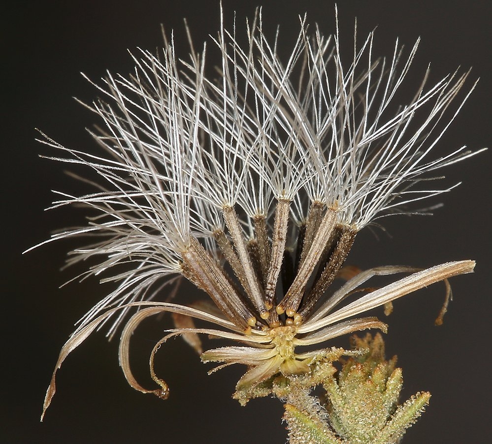 Brickellia microphylla