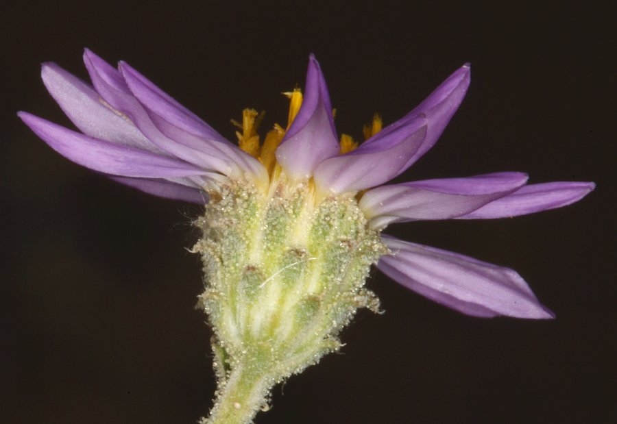 Dieteria canescens var. leucanthemifolia