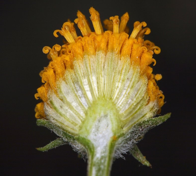 Heliomeris multiflora var. nevadensis