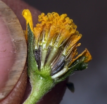 Lasthenia gracilis