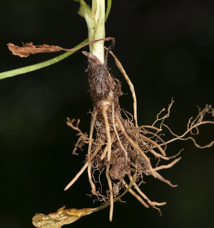 Packera streptanthifolia var. streptanthifolia
